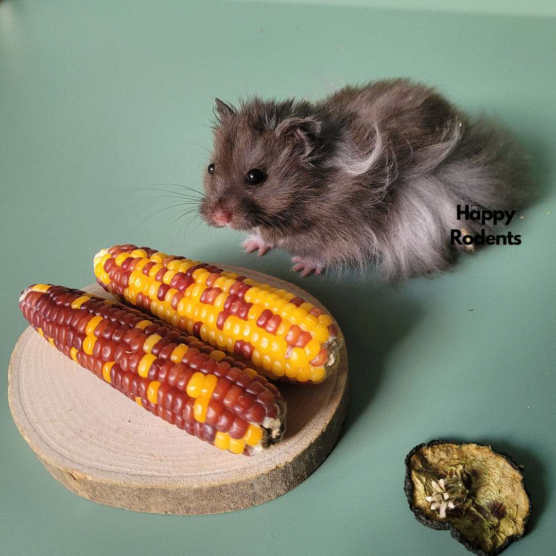Corn Cobs (Grade A)